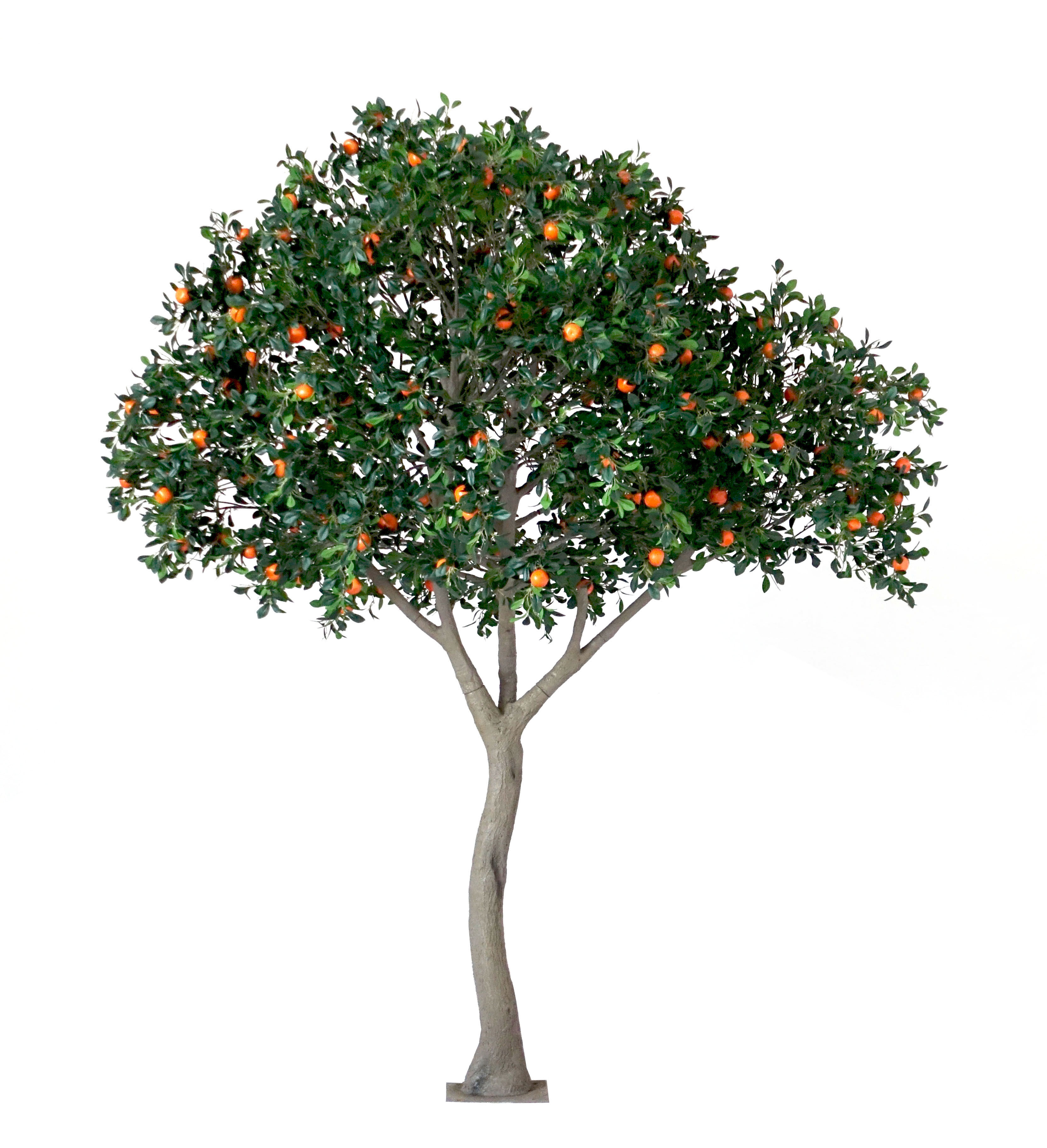 Orange Tree