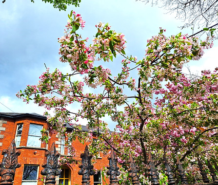 cherry blossom and house 1.jpg