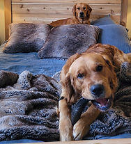 purebred golden retrievers