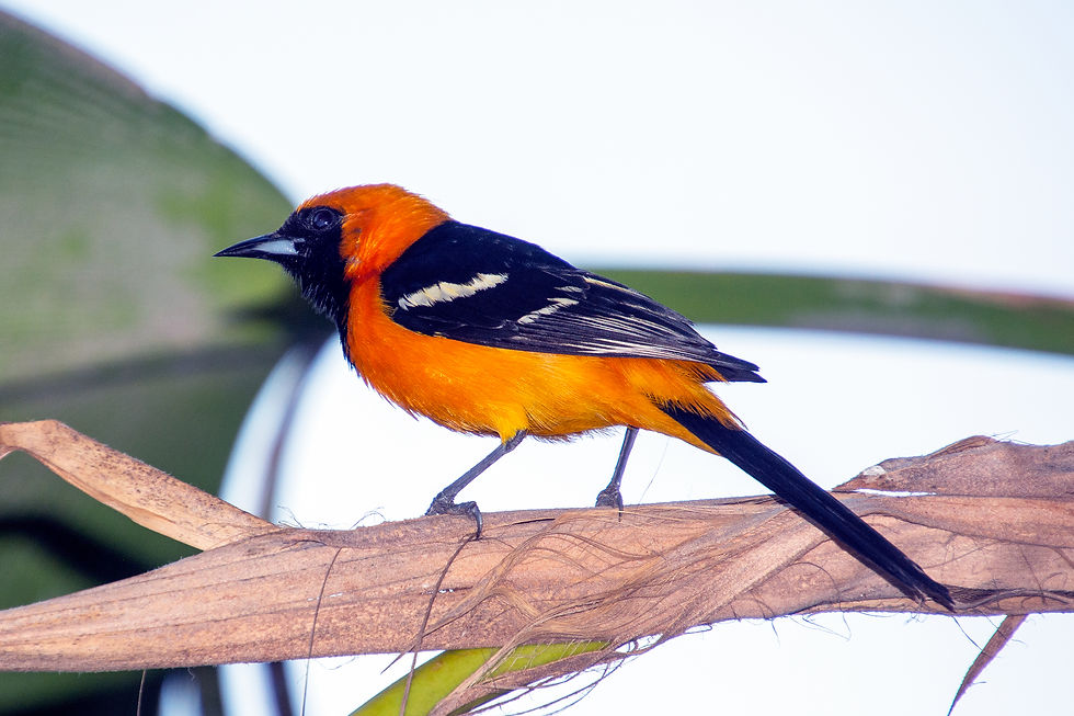 Hooded Oriole
