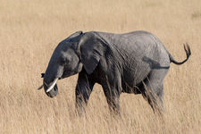 Juvenile elephant