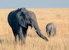Elephant mother and calf