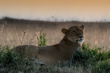 Female lion