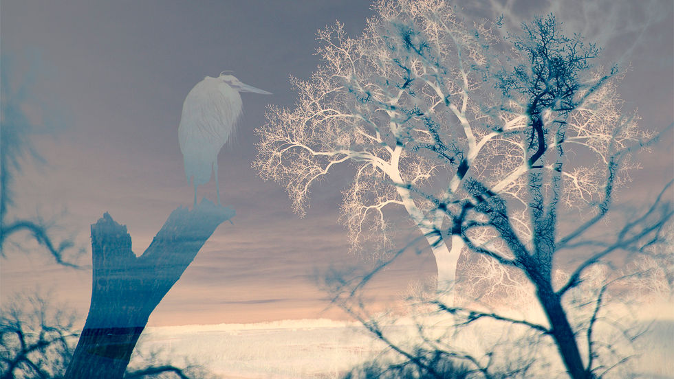 Evening Heron 