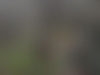 La raccolta delle olive al Casale