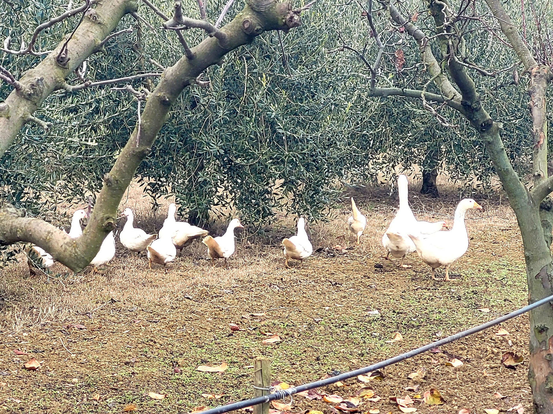 Arte in campagna Toscana