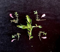 image44.jpeg