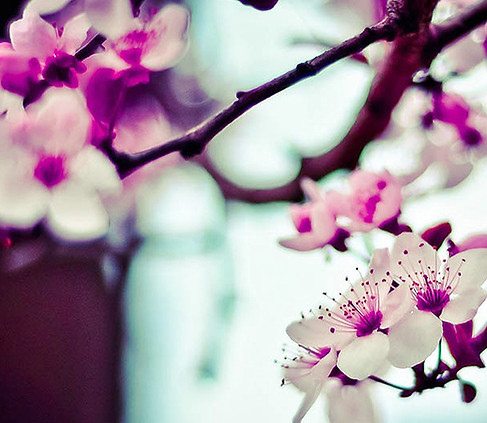 Almond Tree Flowers