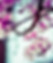 Fleurs Amandier