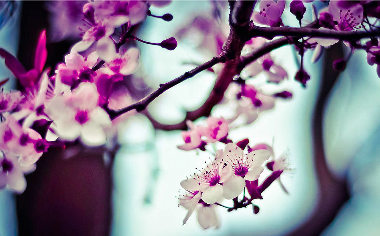 Almond Tree Flowers