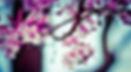 Almond Tree Flowers