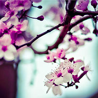 Fleurs Amandier
