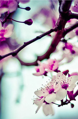 Mandelbaum Blumen