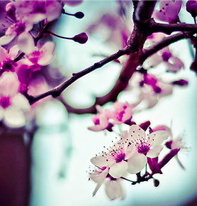 Fleurs Amandier