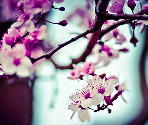 Almond Tree Flowers