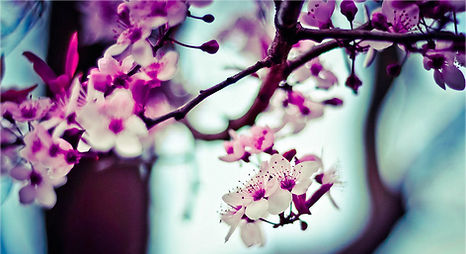 Pink Cherry Blossoms