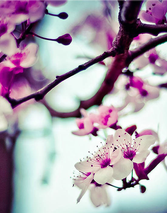 Almond Tree Flowers