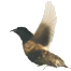 bird-3_edited.png