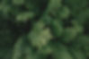 Ferns