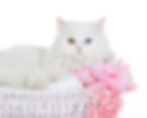 pets (10)