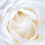 Thumbnail: JUNE MOON - WHITE CHRISTED ROSE