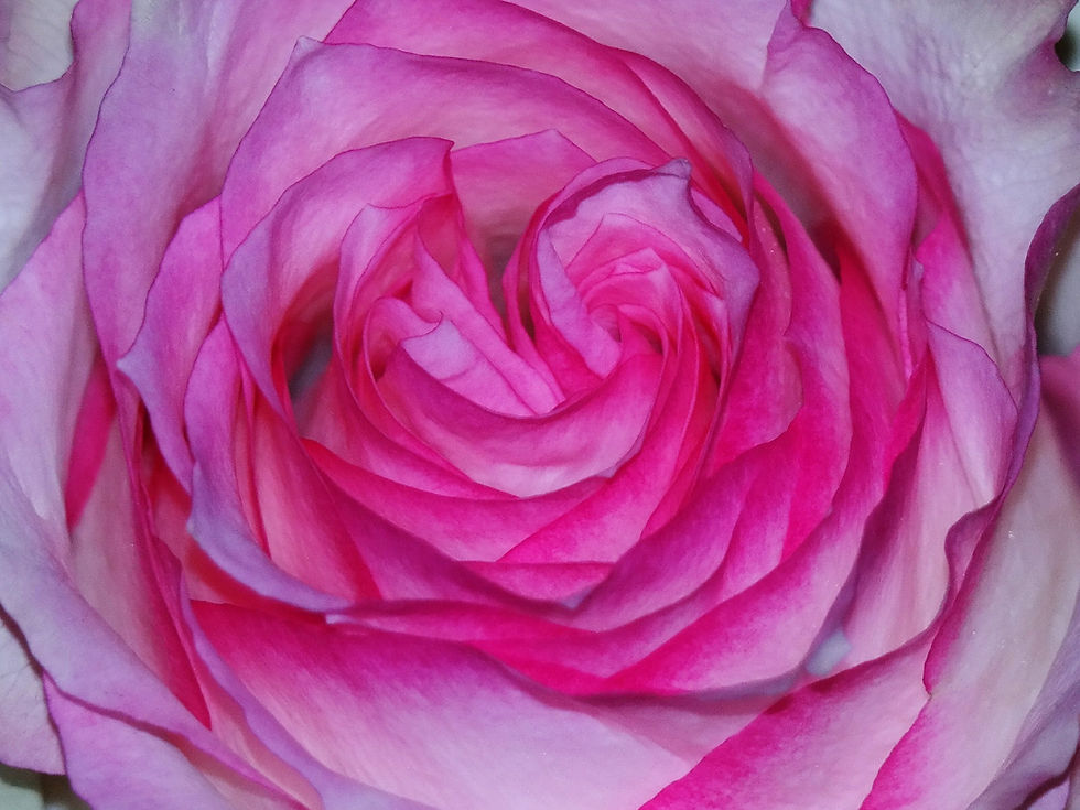 Thumbnail: ROSE REIKI Healing Light Ray by Ishtara Rose