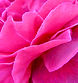 flower-3298424_1920 2 2_edited.jpg