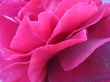 flower-3298424_1920.jpeg