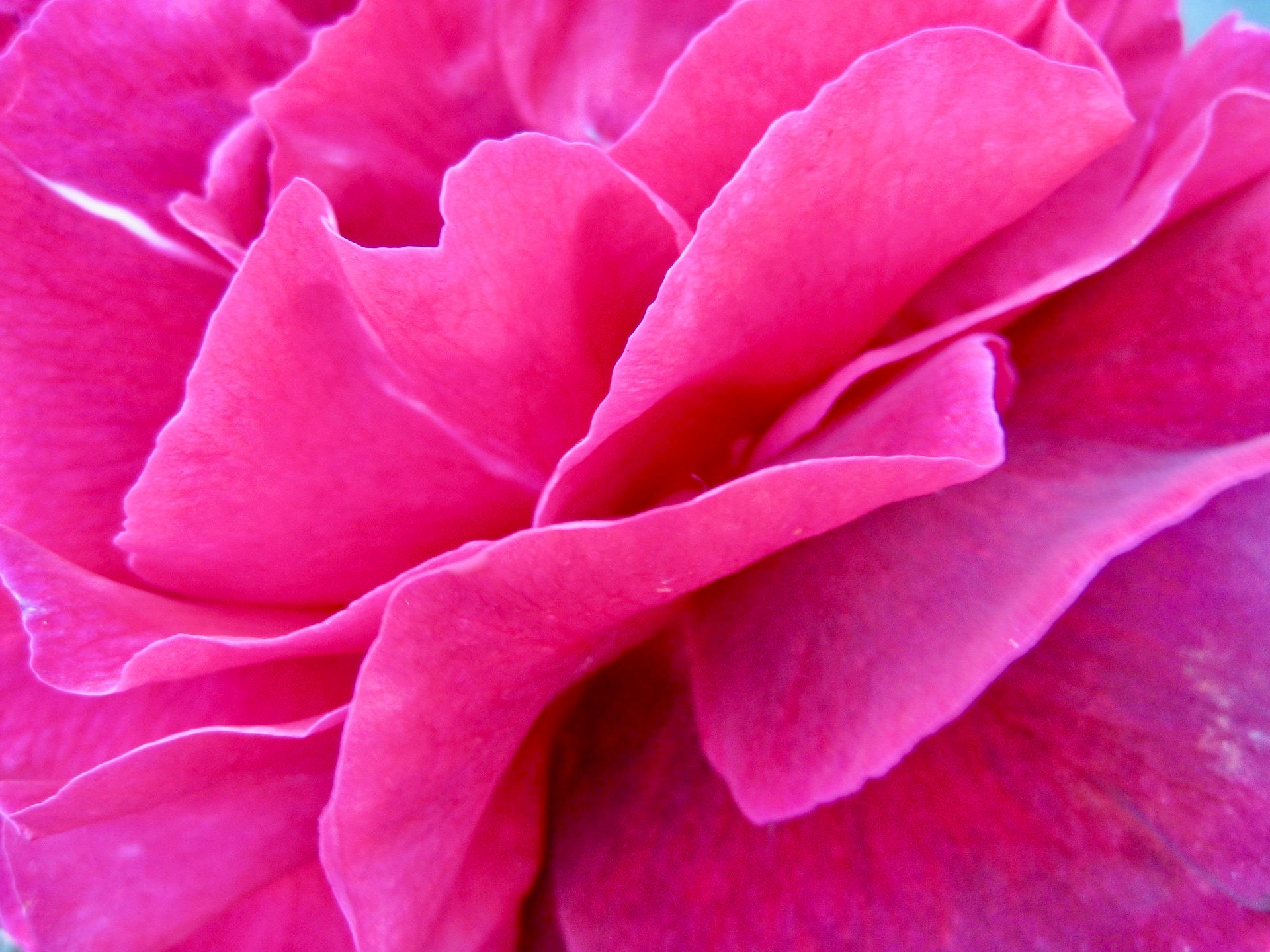 ROSE REIKI Healing Light Ray by Ishtara Rose