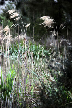 Kingston Wetlands Series
