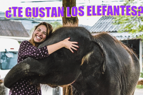 amorporloselefantes.gif