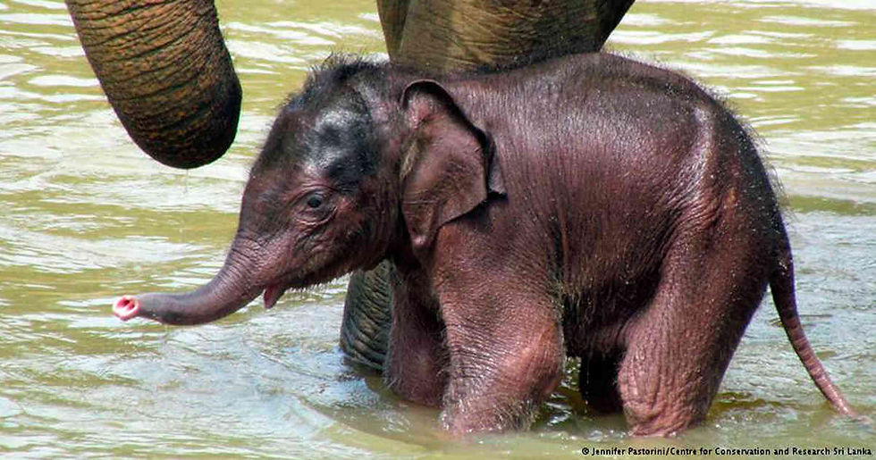 Elefante bebe Orfanato Pinnawala