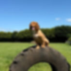 bldp-tyre-sq.jpg