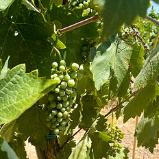 Grapes at the vineyard.