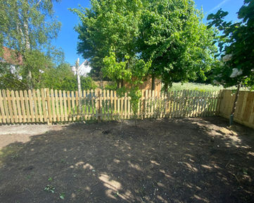 Tree in garden