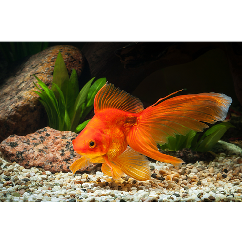 Aquarium Live Fish Gold Fish Each Cloning Aqua Pets