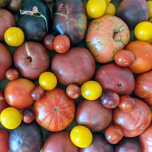 Tomatoes, tomato