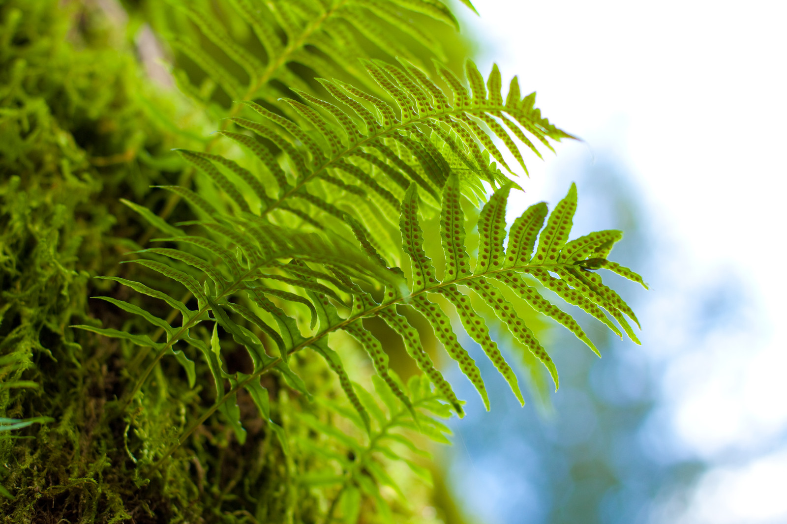 Fullscreen Page Glenhaven Lakes Club