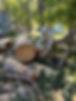 IMG_0788.jpeg