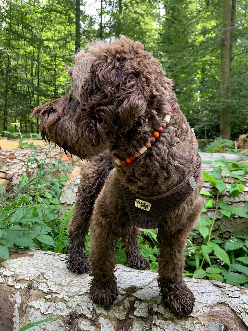 Miniaturbild: Dog Mala mit Zeckenschutz - Holz