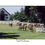 Thumbnail: Field Of Dreams Post Card/Bookmark Front