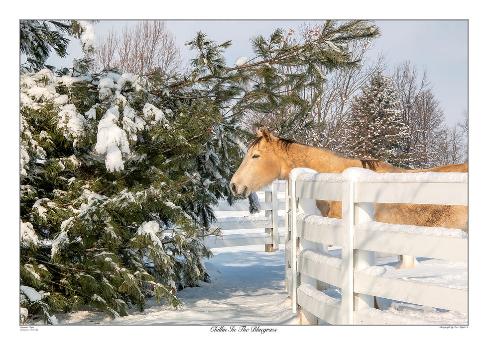 Thumbnail: Chillin' In The Bluegrass 34x48 Winter Print