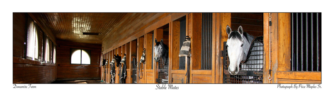 Stable Mates Post Card/Bookmark Front