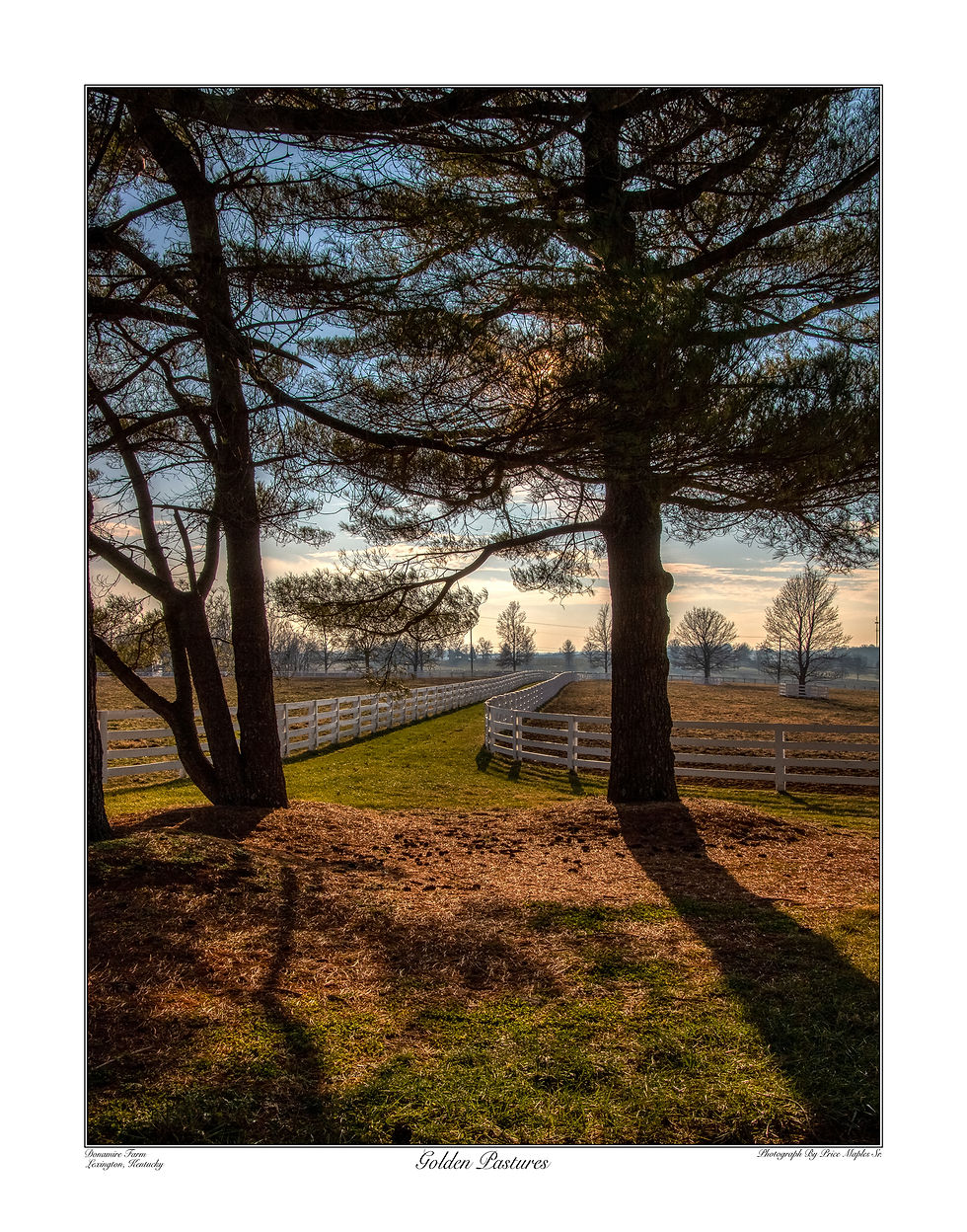 Thumbnail: Golden Pastures 22x28 Kentucky horse farm landscape art print that showcases the serene beauty at Donamire Farm