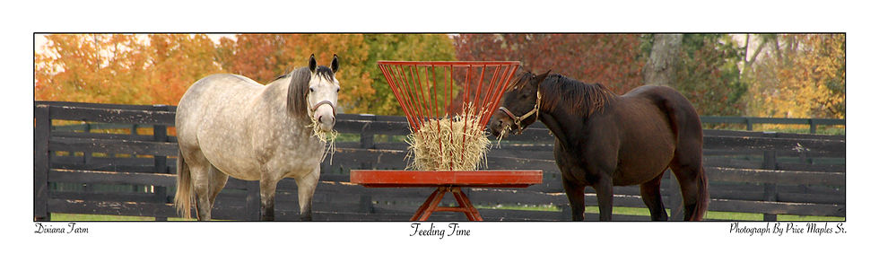 Thumbnail: Feeding Time Post Card/Bookmark Front