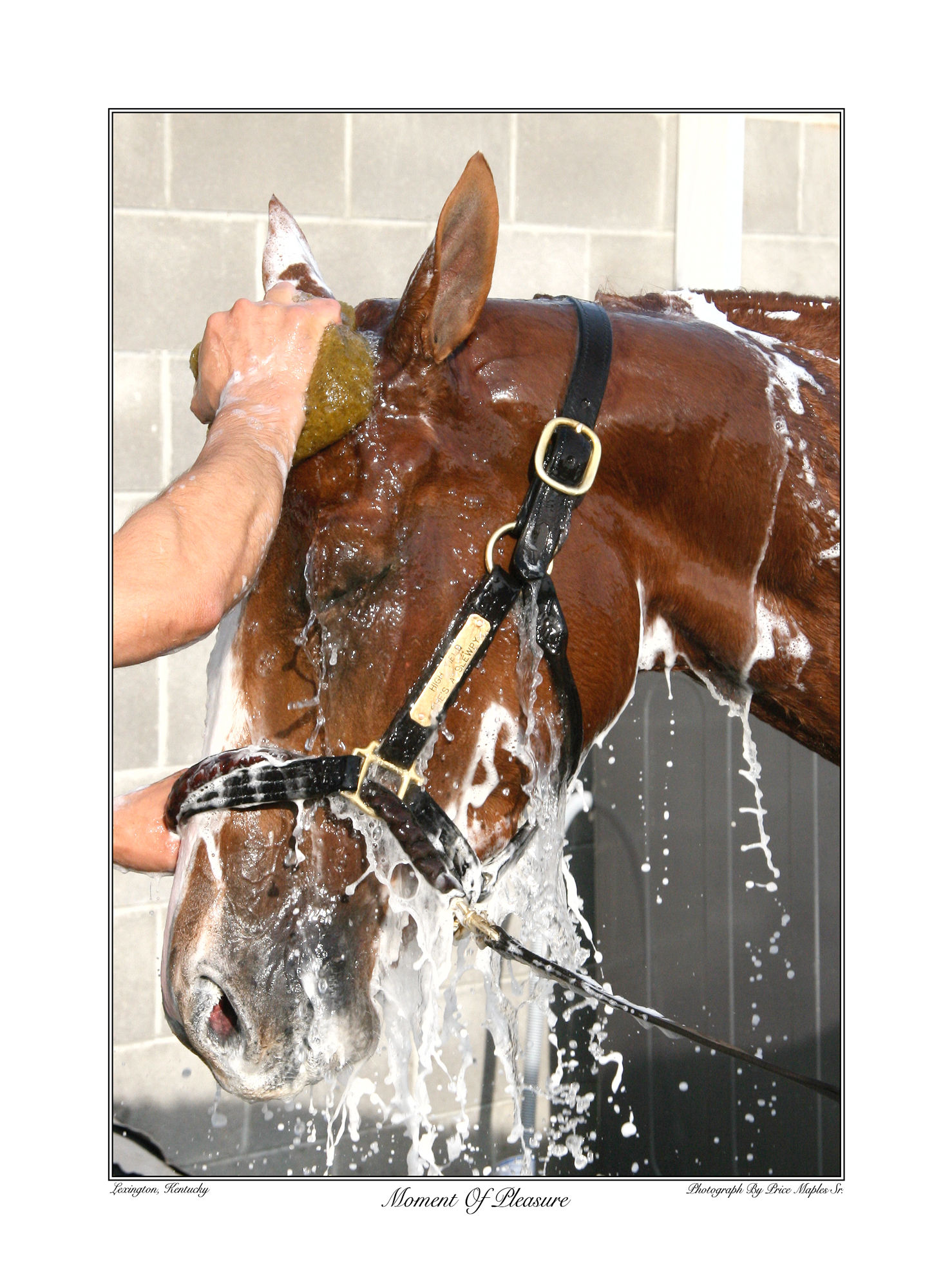 Moment Of Pleasure 17x23 Kentucky Fine Art Equine Print showcasing a serene moment as a horse enjoys a sponge bath