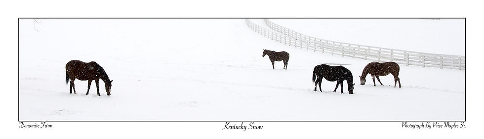 Kentucky Snow Post Card/Bookmark Front