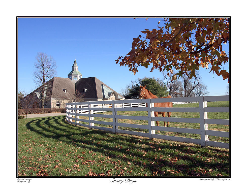 Thumbnail: Sunny Days 22x28 Kentucky horse farm landscape art print showcasing a view of a horse looking over a farm fence
