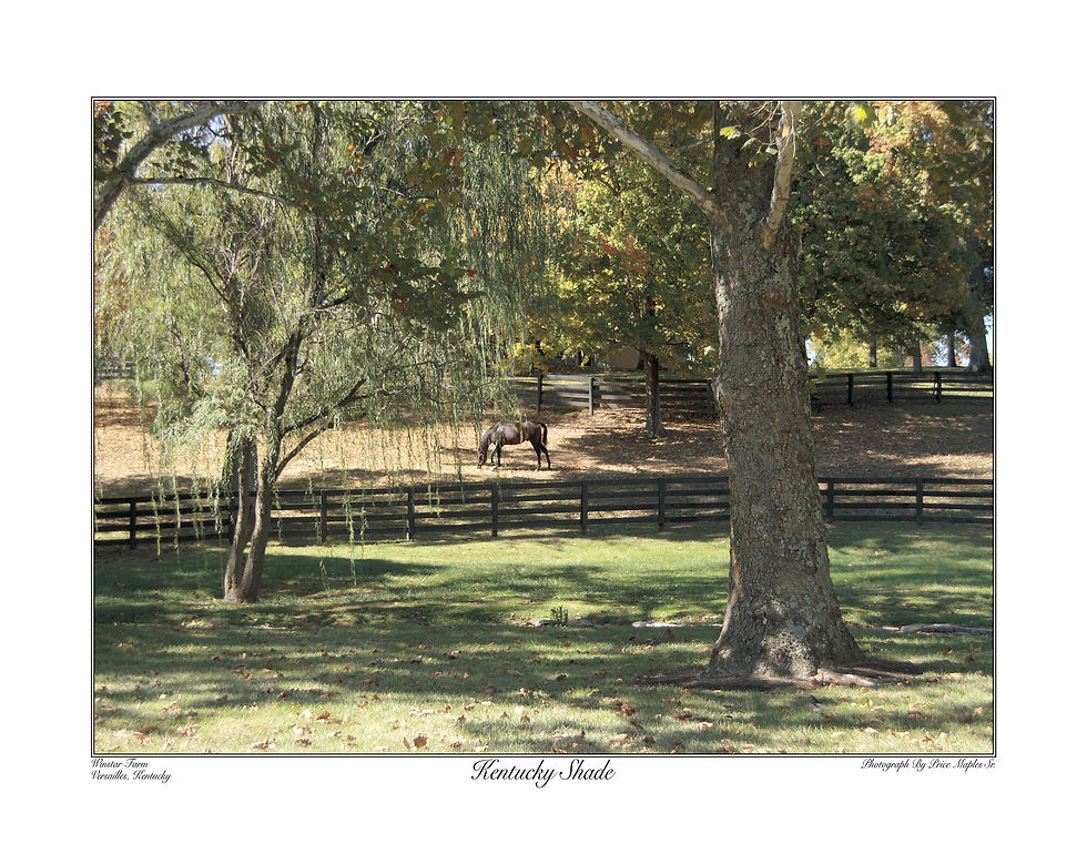 Thumbnail: Kentucky Shade 11x14 Kentucky horse farm landscape art print showcasing a horse grazing in a field at Winstar Farm
