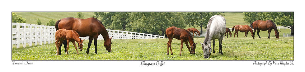 Bluegrass Buffet Post Card/Bookmark